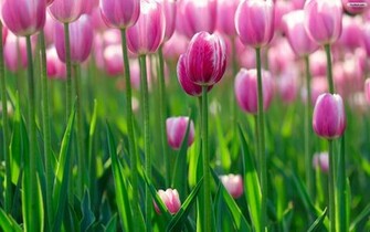 Youwall Pink Tulips Wallpaper
