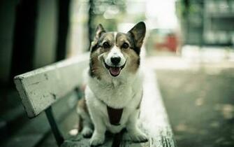 Corgi Wallpaper