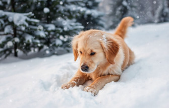 Winter Pet Wallpaper
