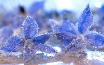 Crystallized Borage Starflowers Widescreen Wallpaper Wide