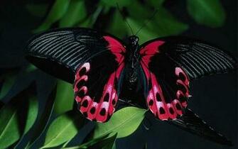 Pink Black Butterfly Wallpaper