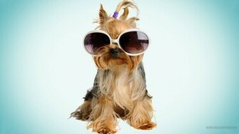Cool Dog Dogs Wallpaper