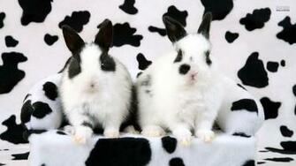 White Rabbit Wallpaper