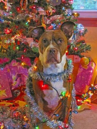 Merry Christmas Pitbull By Pittylova