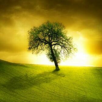 Lonely Beautiful Tree iPad Wallpaper To