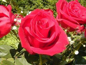 Beautiful Roses Wallpaper HD