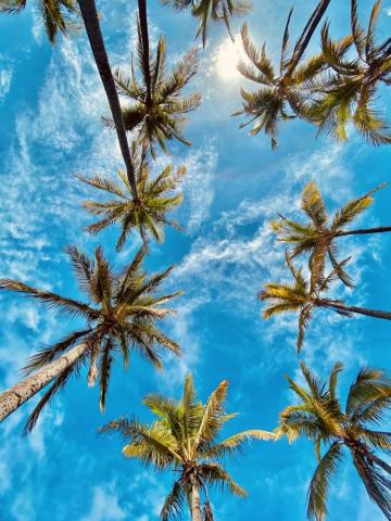 30k Trees And Sky Pictures Image