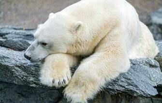 Wallpaper Polar Bear Stone Tambako The Jaguar