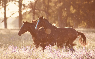 Aesthetic Animals Wallpaper