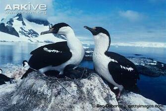 Imperial Shag HD Wallpaper Wallpaperin4k Net