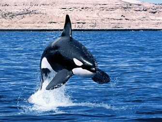 Tag Orca Wallpaper Background Photos Pictures And Image For