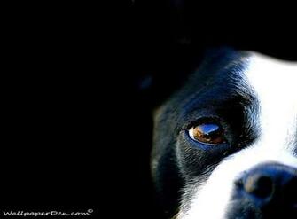 Black Dog Face Photo HD Wallpaper