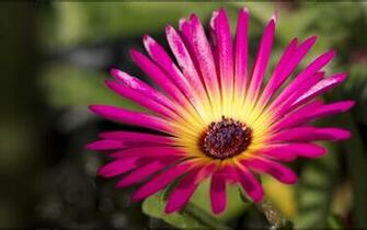 Beautiful Flower Wallpaper For Your Desktop Mobile And Tablet