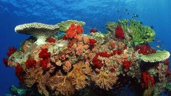 Coral Jpg
