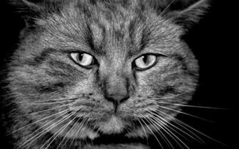 Nature Wallpaper Widescreen Mystreetcat Wallcoo Shots