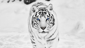 White Tiger Wallpaper Image Photos Pictures Background