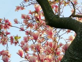 Magnolia Wallpaper By Jillithe