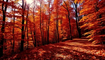 HD Autumn Wallpaper