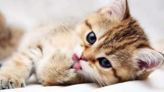 Cute Baby Animal Wallpaper