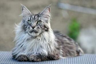 Cat Maine Coon HD Wallpaper
