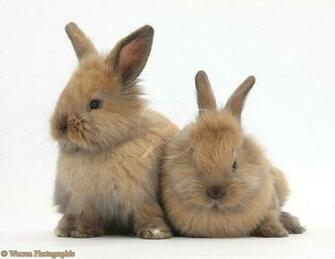 Cute Baby Bunnies HD Wallpaper In Animals Imageci
