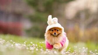 Corgi Puppy Widescreen Wallpaper Wallpaperlepi