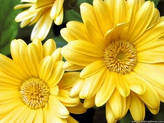 Wallpaper Flowers Background Yellow Gerbera Daisy