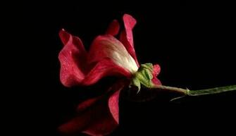 Sweet Pea Wallpaper