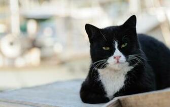 Black And White Cat With Green Eyes Wallpaper Image