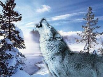 Beautiful Nature Image Animals Wallpaper Photos