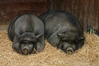 Pigs Wallpaper