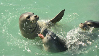 Monk Seal Monday Wallpaper