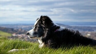 Border Collie Wallpaper Animal