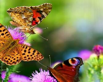 Nature Butterfly Animals HD Wallpaper Fondo