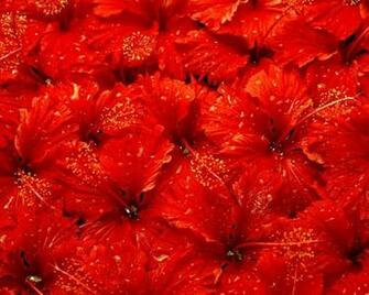 Hibiscus Wallpaper X Net