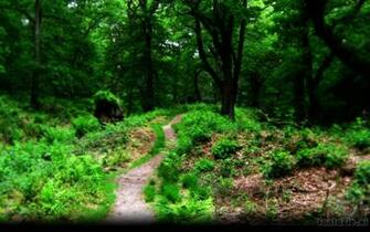 Fantasy Wallpaper Depth Forest Image Natuur