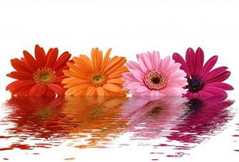 Gerbera Wallpaper X Net