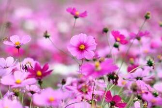 Beautiful Flower Wallpaper For Desktop Full Screen
