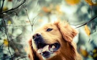 Dog Fall