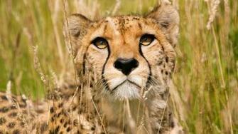 Africa Wildlife Wallpaper Desktop