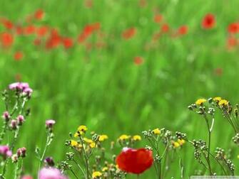 Field Of Spring Flowers Wallpaper