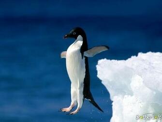 Penguins Screensaver