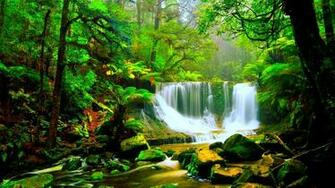 Rain Forest Falls Wallpaper