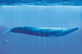 Blue Whale Wallpaper