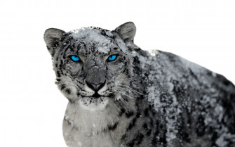 Snow Leopard HD Wallpaper
