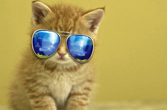 Cute Animals Wallpaper