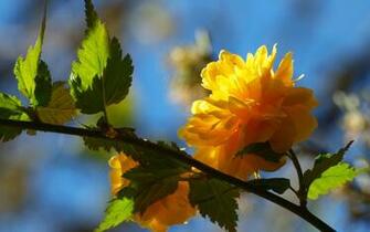 Spring Yellow Flower Wallpaper