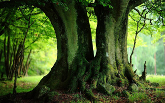 Green Tree Wallpaper