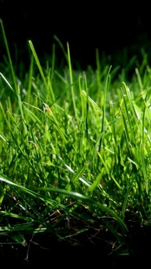 Wallpaper Grass Apple HDwallpaperfor Desktop Nature Jpg