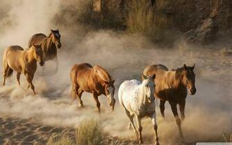 Wild Horse Herd Ultra HD Desktop Background Wallpaper For 4k UHD